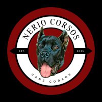 Nerio Corsos(@NerioCorsos) 's Twitter Profile Photo