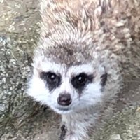 KM(編集者) (@km_tsogen) 's Twitter Profile