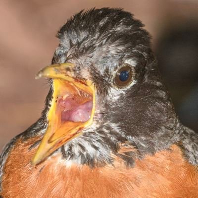 My name isn't Zoeey, is yours?️ ️▪️I look nothing like an American robin bird ️▪️
MANmade global warming denier
 ️️▪️🇺🇸45