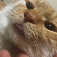 こはくの819 (@kohakuno9269) Twitter profile photo