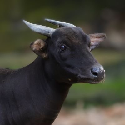 オカピorプーズーのいる動物園によくいます。