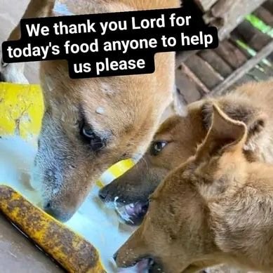 Animals are also creatures and they deserve humanity, love, support and donate help me reach my goal,  
https://t.co/y3KQ8j7TJi