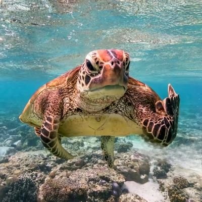 manusiabronze's profile picture. 