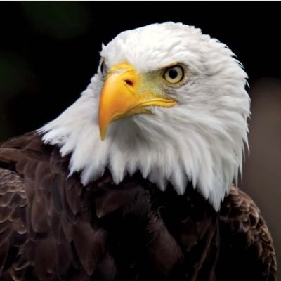 Eaglevisiting Profile Picture