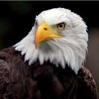 Eagle(@Eaglevisiting) 's Twitter Profile Photo