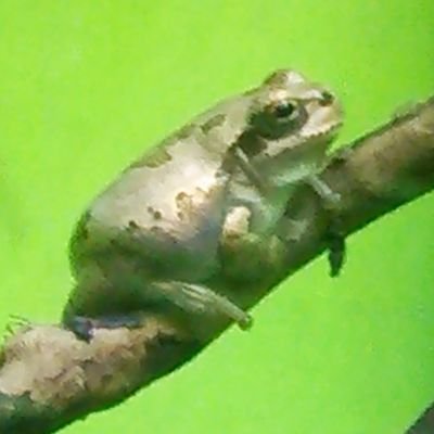 ももしらたま。さんのプロフィール画像