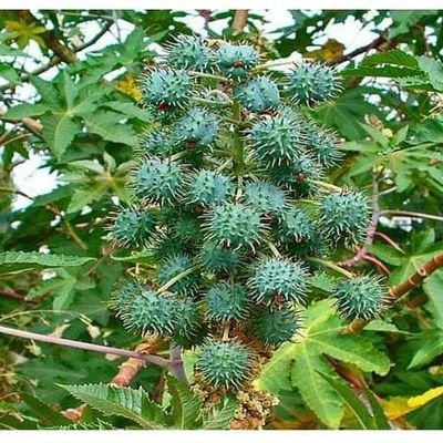 surayamurmu's profile picture. If You Want Peace, Prepare for War