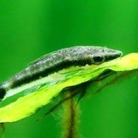 まこと (@kfl_pr) 's Twitter Profile