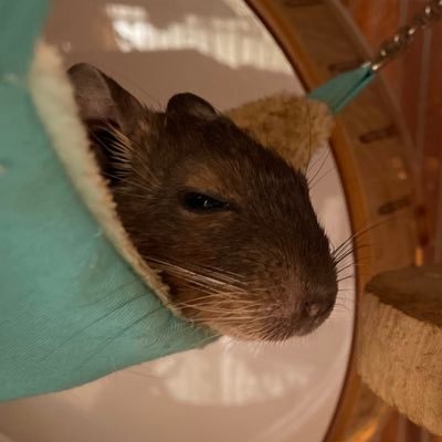 水族館巡りと生き物、写真撮影(主に生き物と飛行機)が趣味の専門学生です!げっ歯類、特にデグーが大好きです。よく空港と水族館に出没します。セカオワ🌏🔚とヨルシカ◂Ⓘ▸推しです! @MadobenoHaru