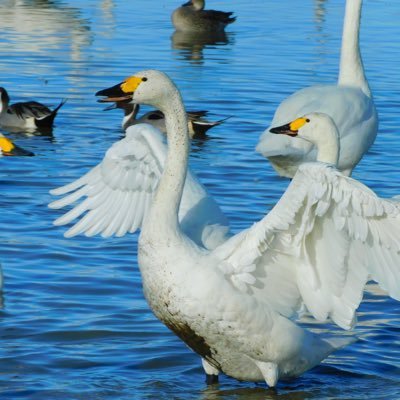 動植物全般（特に鳥）が好きでカメラ片手にあちこち歩きまわってます📷｜最近貝殻採集も始めました🐚｜無言フォロー失礼します🙇‍♂️｜基本フォロバします