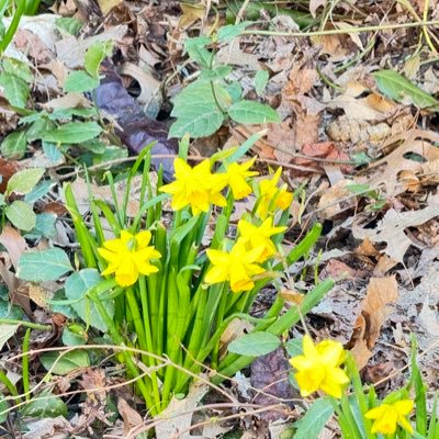 gatitablanca2's profile picture. 