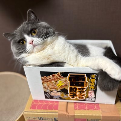 丸くてずんぐりなブリスコ1歳 猫との暮らしを記録してます。札幌市在住。一人暮らし、日ハムとラーメン大好きな主。