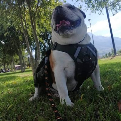 palexander1985's profile picture. Mantén siempre una sonrisa en tu rostro.