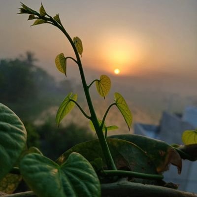 Chirag23505889's profile picture. Doctor | Ayurved | Passive Investor | Active Interest in Finance and Economy | Charting