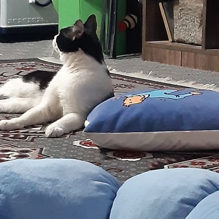 Acitretin25's profile picture. مامان فندق و نخودچی😻😺
-مهندس پزشکی🔬