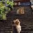 ladywithlions