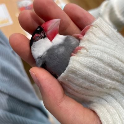 Xでは主に鳥さんなどの動物で癒されたい。東東京住み。小学生〜中学生3人の子育て中。1人不登校。なのでどうしてもそっちよりのリプしがちです