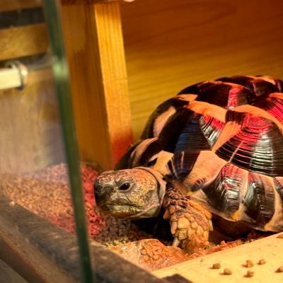 2022.11.3にお迎えしました。ヒガシヘルマンリクガメのわらび🐢