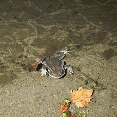 daigo822's profile picture. だいご