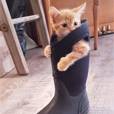 puss in boot $pib ฅ^•ﻌ•^ฅ