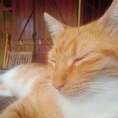 The_Tomix_'s profile picture. 