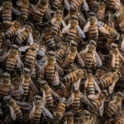 Buzz buzz buzzzz