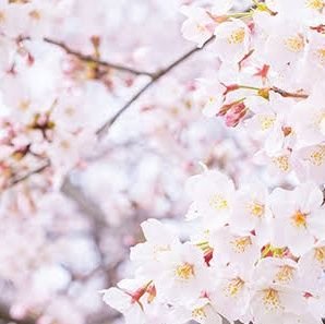 trhk_s__r's profile picture. 成人済み 取引用に作成しました。
2.5舞台界隈使用。