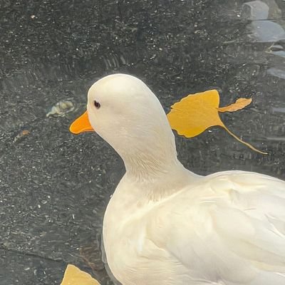 Toemae_iii's profile picture. รีวิว #reviewtmn