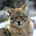 🌻🦊Coyote Garou🦊🌻 (@pompomcayoti) Twitter profile photo 🌻🦊Coyote Garou🦊🌻 (@pompomcayoti) Twitter profile photo