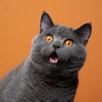 Oleg Kushko (@kushko94) 's Twitter Profile