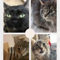 Chaos-Cats-Club(@chaos_cats_club) 's Twitter Profile Photo