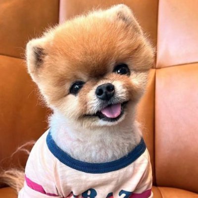 jiffpom - the adorable dog that is considered one of the most famous dogs on the internet
https://t.co/oOPH59EOPK