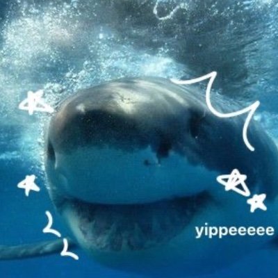 Sharkyyy_co Profile Picture