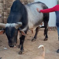 Gaurav Jaiswal (@garvj04) 's Twitter Profile Photo Gaurav Jaiswal (@garvj04) 's Twitter Profile Photo
