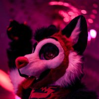 Lumi 🔜 Stratosfur (@lumiarcticus) 's Twitter Profile Photo Lumi 🔜 Stratosfur (@lumiarcticus) 's Twitter Profile Photo