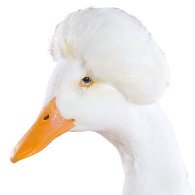 BitHack3r's profile picture. Cybersecurity