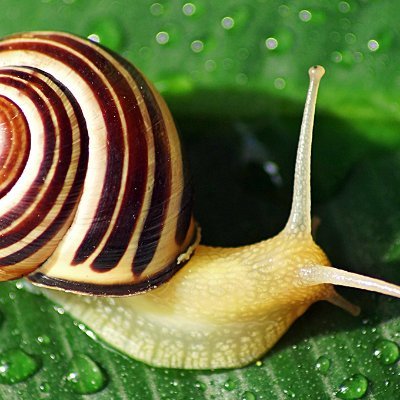 Salt_IsForSnail's profile picture. snail