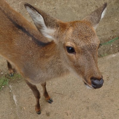 奈良国ふるさと納税応援団長

『なら』のふるさと納税 を盛り上げるのじゃ✨

2022年度奈良県内全自治体(奈良県も入れると40団体)のふるさと納税寄附総額は約32億円(都道府県別44位)
頑張ろう奈良国🤩 
奈良国の魅力を 『ふるさと納税』 で全国にお届けしたい