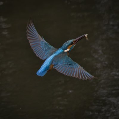 野鳥撮影してます。 都市公園などで良く見る小鳥を中心に撮影をしてます。📷使用機材:EOS R7 よろしくお願いします🙇無断転載禁止❌