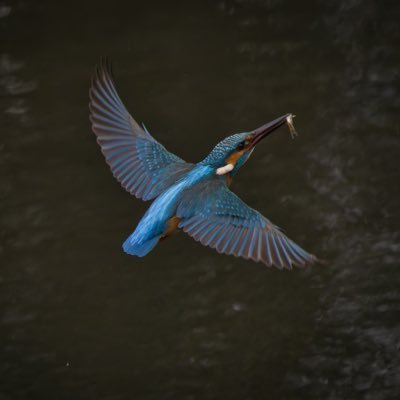 趣味で週末、野鳥撮影してます。 あまり珍しい野鳥は、撮りに行けませんが、公園などで良く見る小鳥を中心に何でも撮影してます。また猛禽類撮影のカッコ良さにハマってます。 📷使用機材:EOS R7 🔍sigma 150-600 sports よろしくお願いします🙇無断転載禁止❌