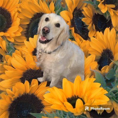 LibbieWebs's profile picture. Conservative Texan + College Sports + Championing Sarcastic People + Goldens & Labs Rule + STOP 🛑 DM’ing with crypto offers!