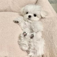 LeeMary (@wendybineng) 's Twitter Profile