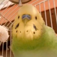 いとし (@nihss_) 's Twitter Profile