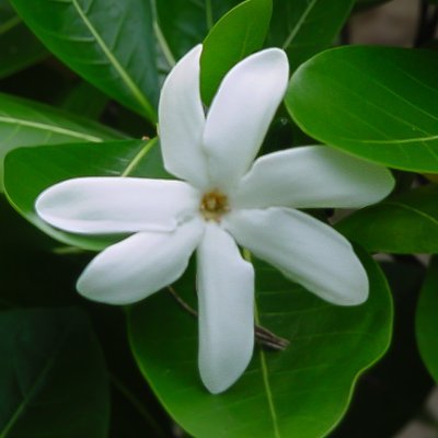 tahiti_express's profile picture. 元日経MIX Lisp会議2代目議長、元 Lisp / Scheme マニア。Lambda は「λ式 (Lambda Expression)」から。徒然なるままに日暮しよしなし事をつぶやくかも。 タヒチ大好き。
ダム巡りが好きだけどコロナ下の外出自粛＋体力低下を建前に家でできる天体観測に移行中の超初心者。時々野鳥も。