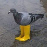 Piegeon In Yellow Boots