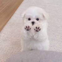 Hiro (@tougannsukikamo) Twitter profile photo