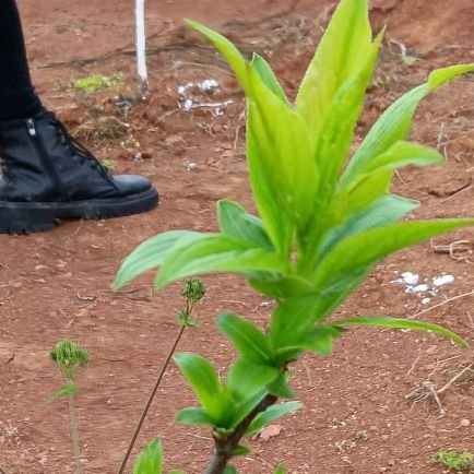 coredao_i's profile picture. 