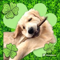 Ted 🇮🇪 🗳️❌(@ted_goldenR) 's Twitter Profile Photo