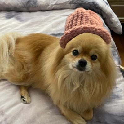 $WIF x $SC are a dyad in the force 🦈😼🐶🧢💎🙌🏻 Aunt May’s Pomeranian