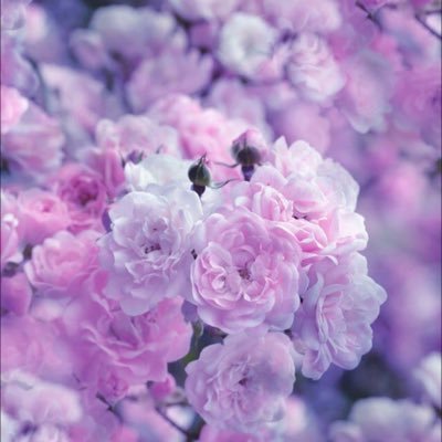 greenapple5724's profile picture. 全推しの岸くん強💜❤️🩵🖤💛Number_i もキンプリもまとめて応援🫶　40代母業優先マイペースに推し活。